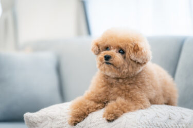はじめての室内犬